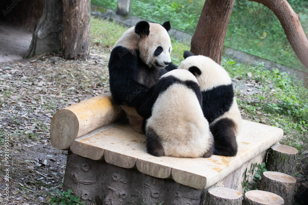 Naklejka premium Mother Panda is Nursing her Babies, Chongqing, China