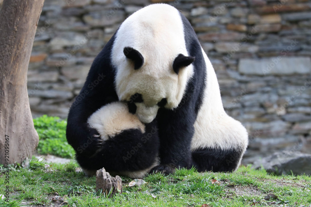 Obraz premium Precious Moment of Mother Panda playing with her Cub , Wolong Panda Base