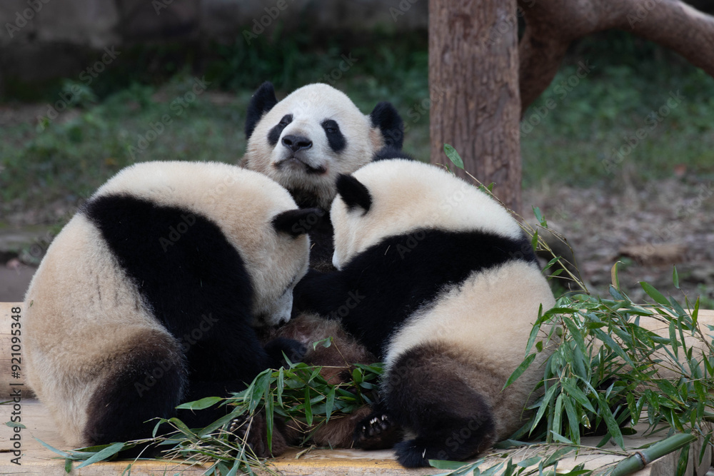 Obraz premium Mother Panda is Nursing her Baby, Chengdu Panda Base, China