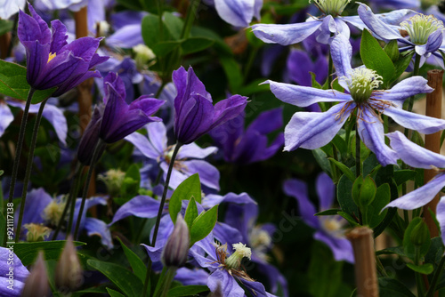 Clematis