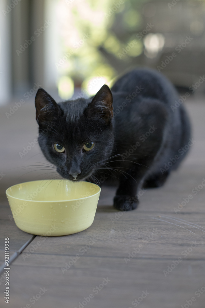Young black cat near a bowl of milk.