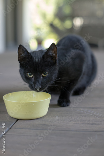 Obraz na płótnie Young black cat near a bowl of milk.
w salonie