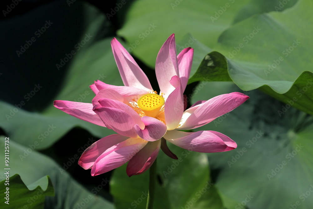 Lotus of Serenity Lotus of Serenity