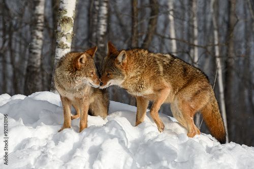 Obraz na płótnie Coyote (Canis latrans) Sniffs at Packmate in Birches Winter w salonie