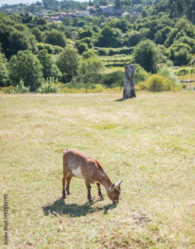 Goats in the bush