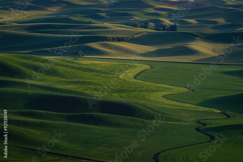 What field in Palouse Washington state