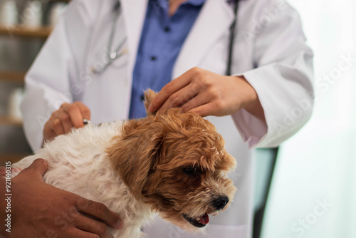 At the veterinary clinic, a young Asian woman, a Panshi Tzu puppy, sits on the examination table. A veterinarian will assess the health of an unhealthy dog ​​through a professional veterinary examinat