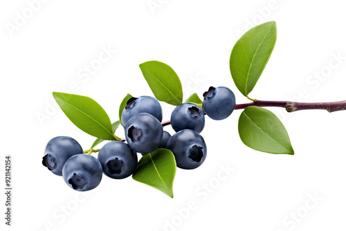 branch of blueberries isolated on transparent background, png