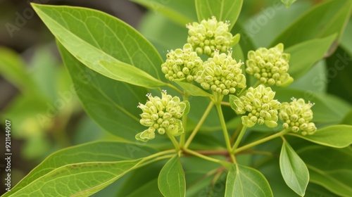 Seal of Solomon plant