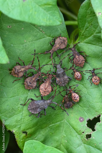 Fotografie Vertical closeup on an aggregation group of diverse instar nymphs in diverse sta