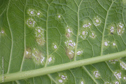 White blister rust (Albugo candida). Symptoms of disease in form of white spots on green leaf of horseradish (Armoracia rusticana) plant photo