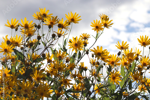 Yellow flowers of Jerusalem artichoke plant or Helianthus tuberosus in summer garden photo