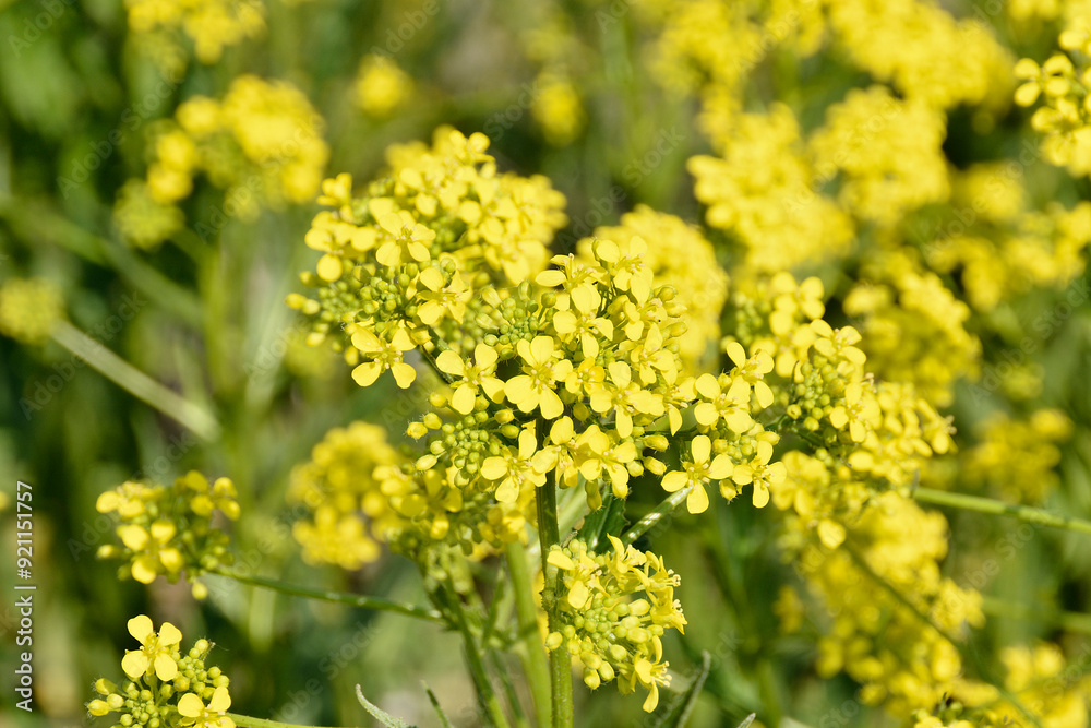 Gravilat urban close-up. Beautiful yellow wild flowers. Gravilat urban close-up. Beautiful yellow wild flowers.