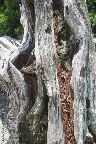 The bark of an old relict pine, bleached in the southern sun photo