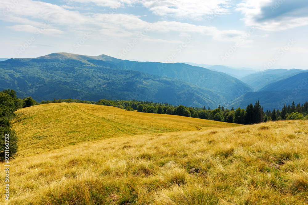 forest on the edge of grassy hill. carpathian mountain landscape in late summer. sunny weather. picturesque alpine pasture forest on the edge of grassy hill. carpathian mountain landscape in late summer. sunny weather. picturesque alpine pasture