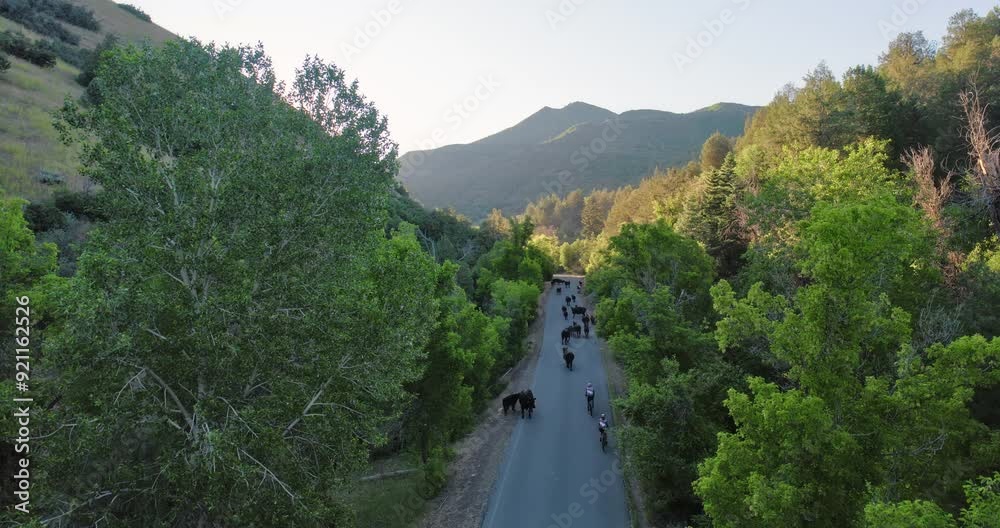 Bikers riding on canyon road filled with cows - drone shot Bikers riding on canyon road filled with cows - drone shot