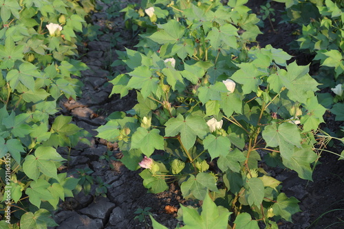 close up of cotton plants in the field photo