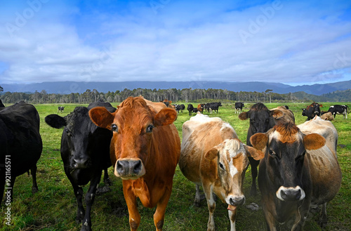 Dairy Cow Herd at Karamea, West Coast, New Zealand