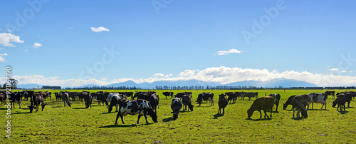 Dairy Farming on Canterbury Plains Panorama