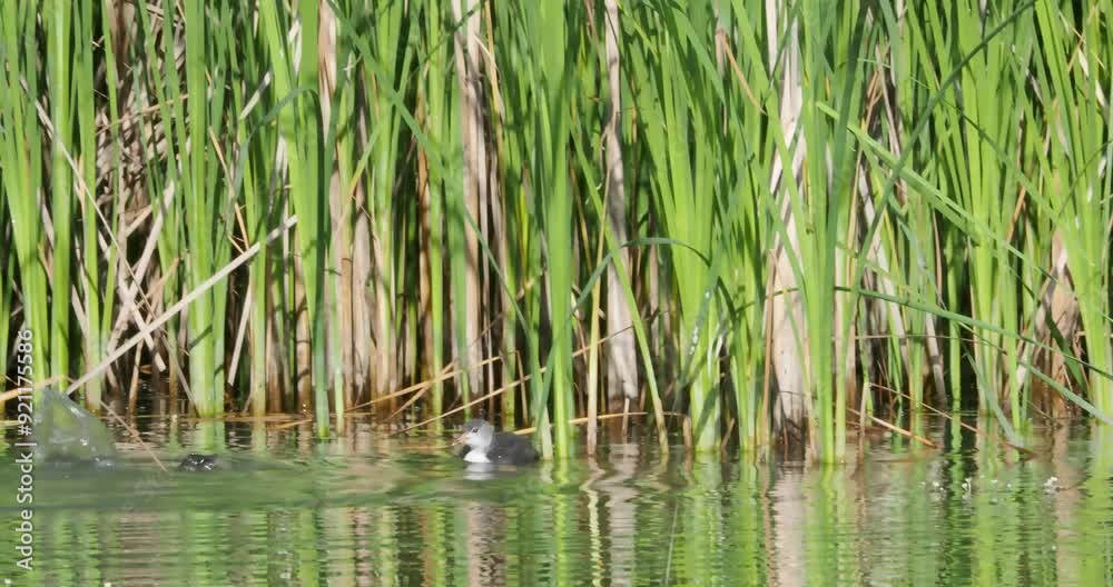 Eurasian mother coot feed baby chicks fish lake reeds nature real sound Eurasian mother coot feed baby chicks fish lake reeds nature real sound