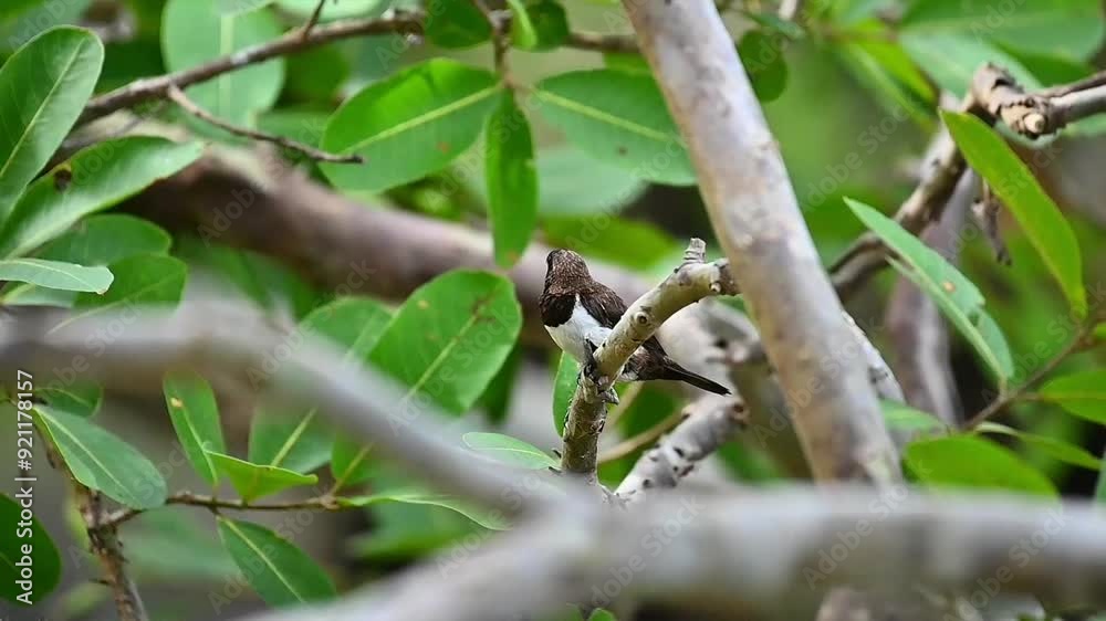 Munia on a tree Munia on a tree