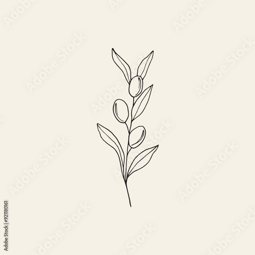 Hand drawn olive branch illustration