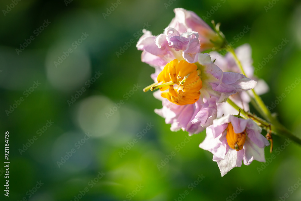 Obraz premium Potatoes flowers