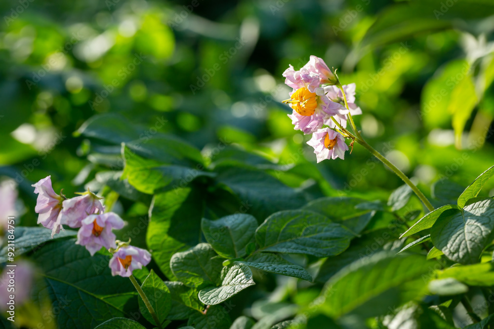 Potatoes flowers