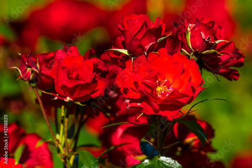 Roses dans les jardins de Valloires photo