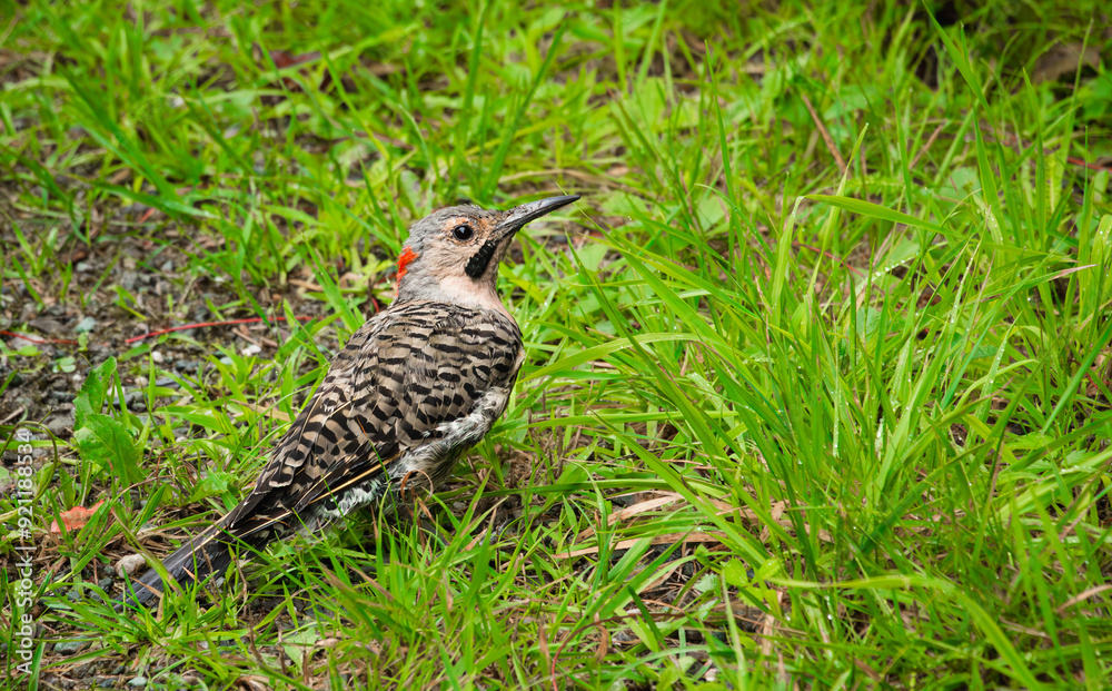 Northern flicker on the ground, surounded by grass Northern flicker on the ground, surounded by grass