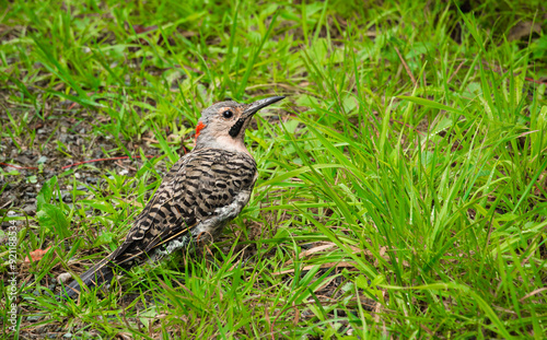 Northern flicker on the ground, surounded by grass