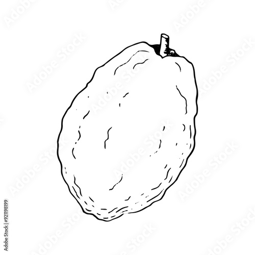 Sukkot etrog citron for Jewish holiday black and white line vector illustration. Simple citrus fruit ink sketch for greeting designs