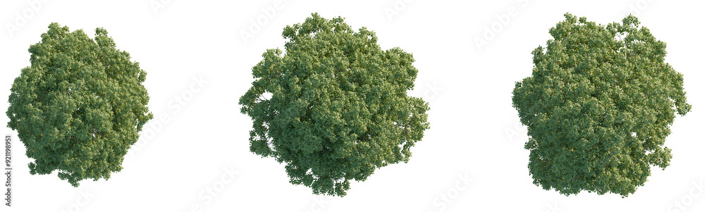 Fototapeta premium Fraxinus ornus tree plan top view png cutout isolate