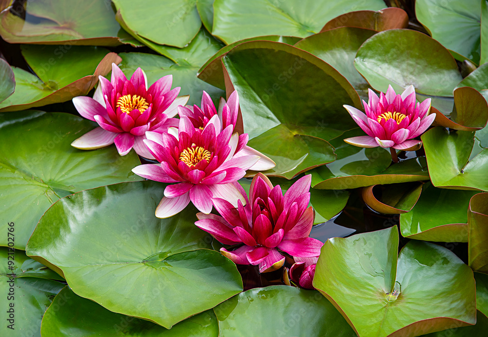 Background photography of Nymphaea; water lily; garden; flower; pond; blossom; floral; plant; bright; summer; nature; blooming; gardening; flowering; detail; petal Background photography of Nymphaea; water lily; garden; flower; pond; blossom; floral; plant; bright; summer; nature; blooming; gardening; flowering; detail; petal