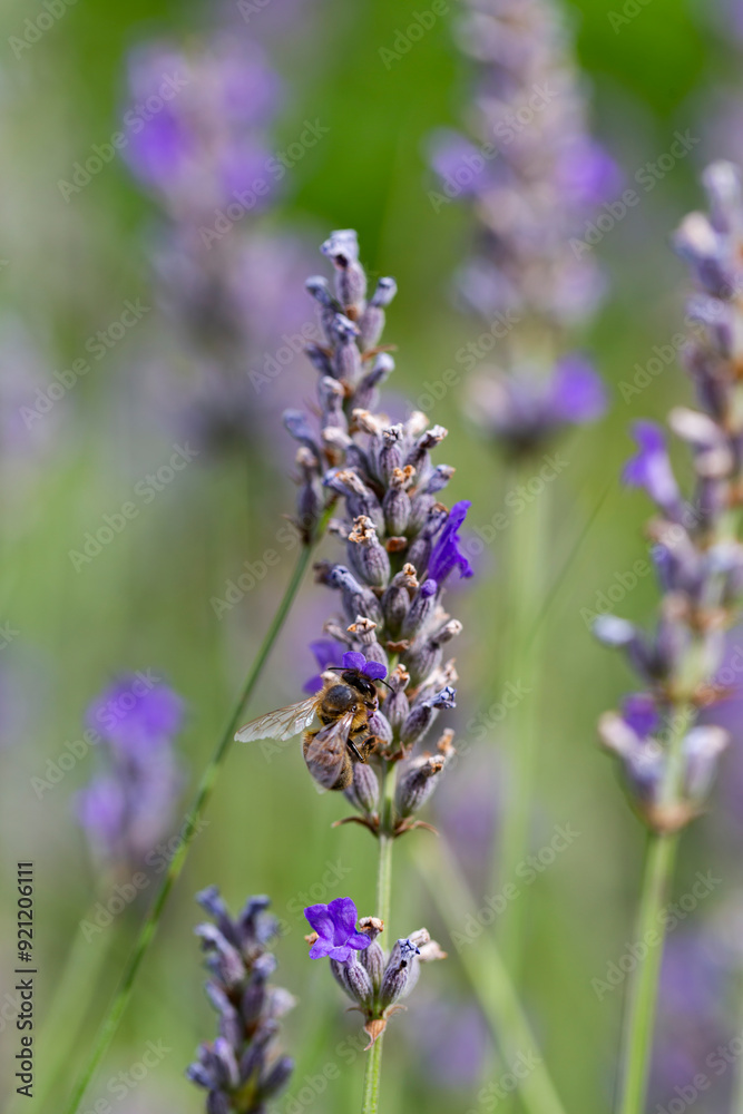 A bee (Apis mellifera) collects nectar from lavender. Lavandula angustifolia plants in full bloom. A bee (Apis mellifera) collects nectar from lavender. Lavandula angustifolia plants in full bloom.