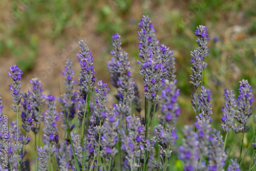 Lavender blooming in the French countryside. Tipycal lavender field in Provence. Lavandula angustifolia plants in full bloom just about ready for harvesting.