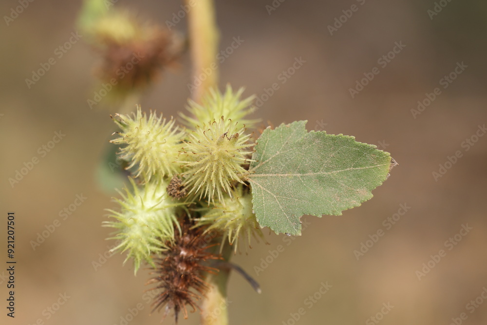 xanthium strumarium (rough cocklebur) is a species of annual plants of the family Asteraceae xanthium strumarium (rough cocklebur) is a species of annual plants of the family Asteraceae