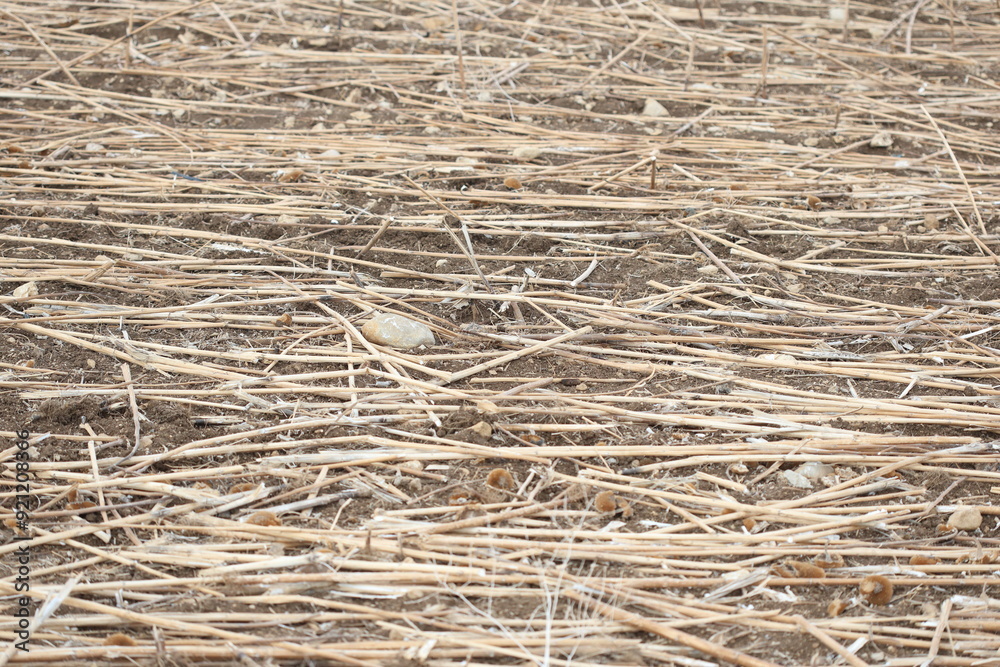 Post-harvest sunflower residues on the field
Post-harvest sunflower residues on the field
