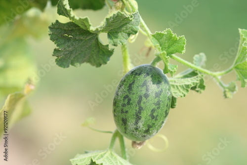 wild cucumber (Cucumis sativus var. hardwickii)  photo