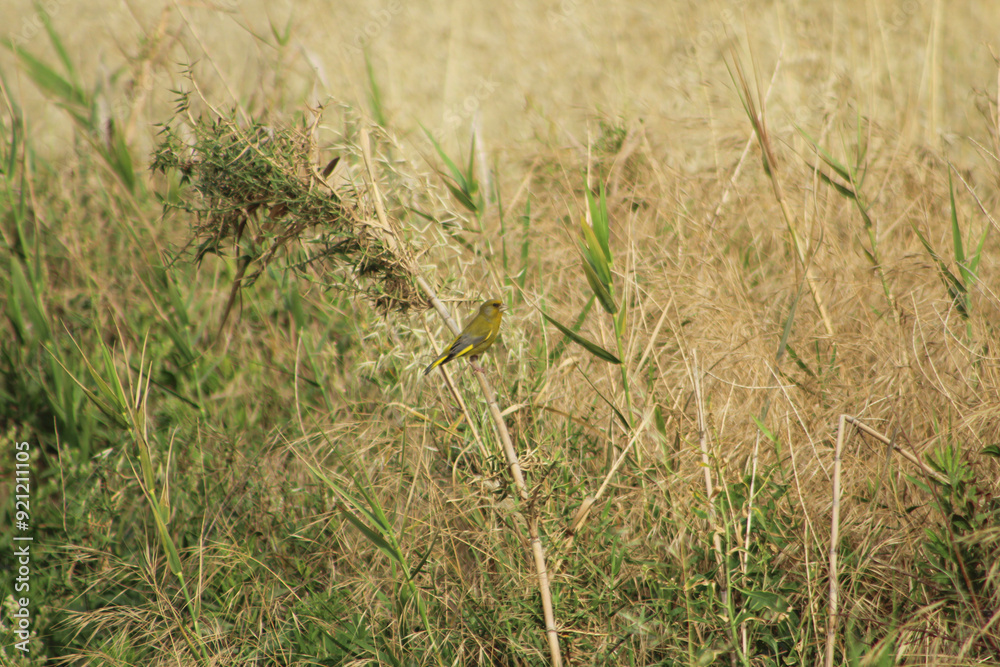 European greenfinch (Chloris chloris) on a small twig in natural habitat. Sunny day. European greenfinch (Chloris chloris) on a small twig in natural habitat. Sunny day.
