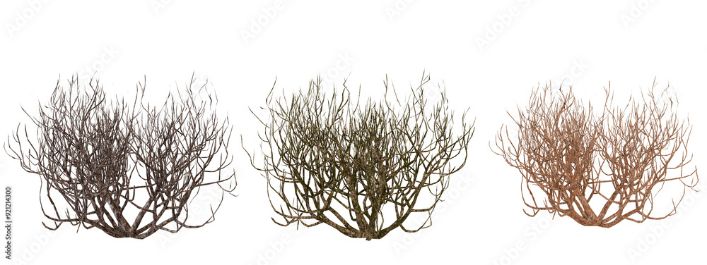 Φωτογραφία Three stages of dried tumbleweed against black on Transparent Background