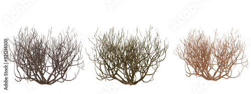 Three stages of dried tumbleweed against black on Transparent Background