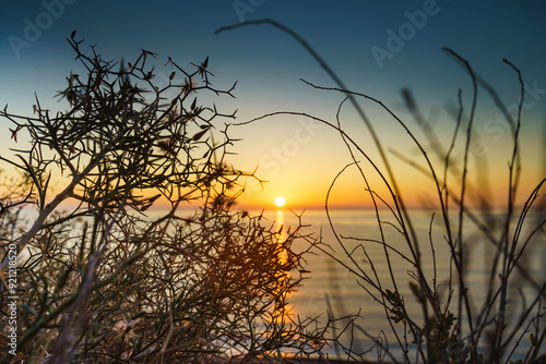 Beach plant and sunrise over sea