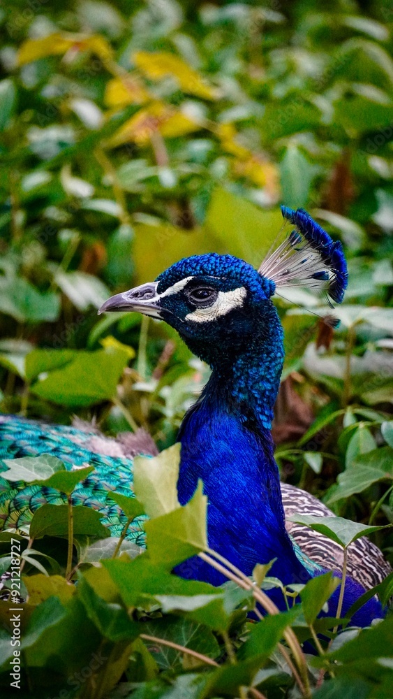 Obraz premium peacock in the park Łazienki Królewskie Warsaw Poland animal paw