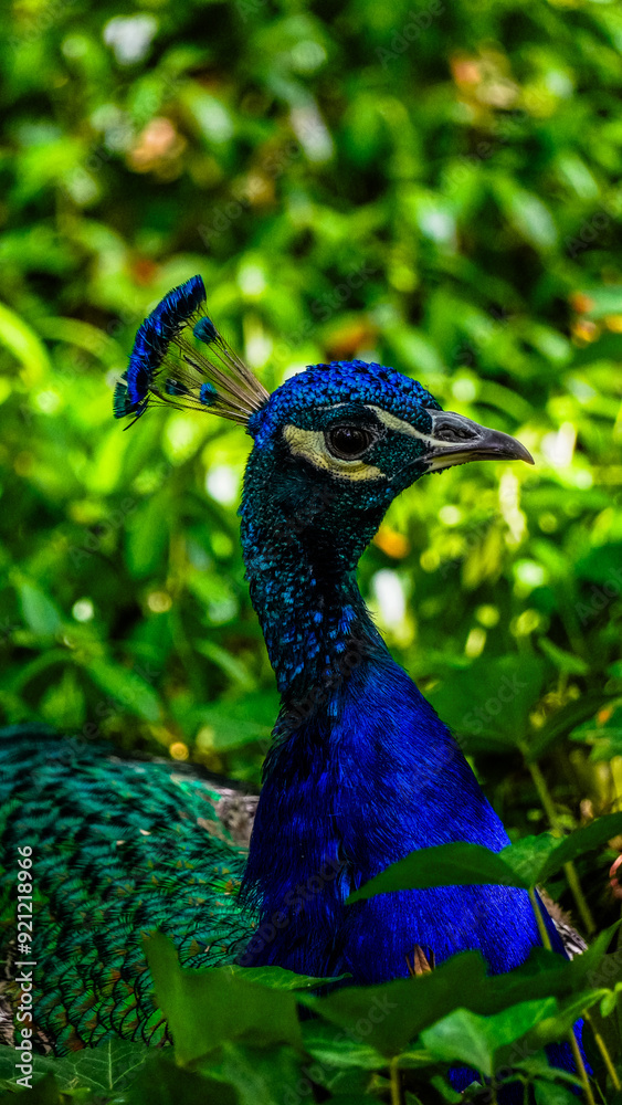 Obraz premium peacock in the park Łazienki Królewskie Warsaw Poland animal paw