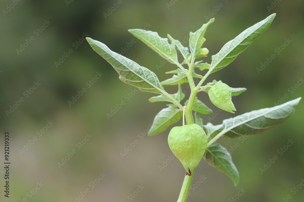 wild ground cherry (Physalis) in summer wild ground cherry (Physalis) in summer