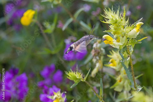 side view of a hovering Hummingbird hawk-moth sipping nectar from a yellow rattles flower photo