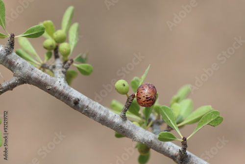 Mediterranean buckthorn (Rhamnus lycioides)  in Adana, Turkey photo