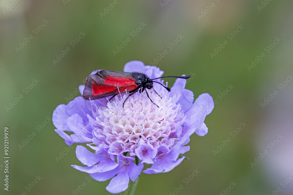 a black and red transparent burnet on a light blue field scabious with a blurred green background a black and red transparent burnet on a light blue field scabious with a blurred green background