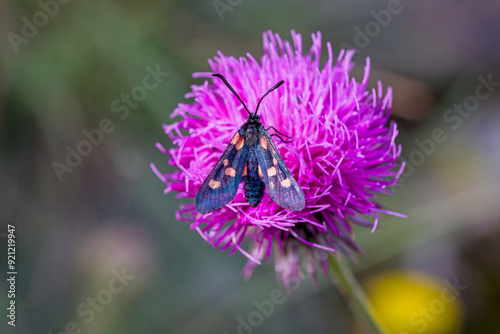 top view of a black moth with white dots of the species yellow belted burnet on a pink thistle flower with blurred colorful background photo